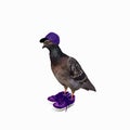 funny pigeon in violet sneakers and cap Royalty Free Stock Photo