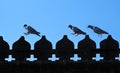 Funny pigeons jumping at the same time