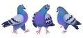 Funny pigeons set, hand-drawn illustration
