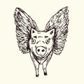 Funny piggy with lovely angel wings, front, hand drawn doodle, sketch in