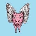 Funny piggy with lovely angel wings, front, hand drawn doodle, sketch