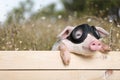 Funny piglet Royalty Free Stock Photo