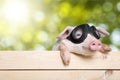 Funny piglet Royalty Free Stock Photo