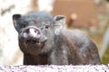 A funny piglet. Smile Royalty Free Stock Photo