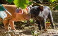 Funny piglets in the farm