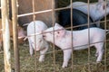 Funny piglets in the farm behind the fence