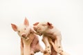 Funny piglets Royalty Free Stock Photo