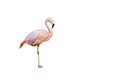 Funny pink flamingo bird standing on one leg isolated on white background Royalty Free Stock Photo