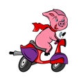 Funny pink pig rider on a red fast bike scooter