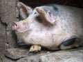 Funny pink pig in the stall