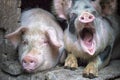 Funny pink pigs in the stall Royalty Free Stock Photo