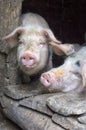 Funny pink pigs in the stall