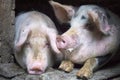 Funny pink pigs in the stall Royalty Free Stock Photo