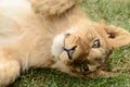 Funny playful African lion cub