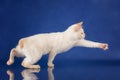 Funny playful Blue eyed Cat of Breed Mekong Bobtail catching on blue studio background