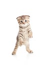 Funny playful cat kitten pet is dancing Royalty Free Stock Photo