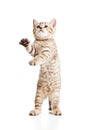 Funny playful cat kitten on white background