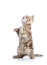 Funny playful cat is standing Royalty Free Stock Photo