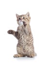 Funny playful cat is standing Royalty Free Stock Photo