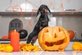 Funny playful dachshund puppy put his paws on ripe pumpkin, licks its lips, he is in the process of making a lantern