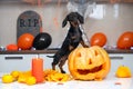 Funny playful dachshund puppy put his paws on ripe pumpkin, he is in the process of making a lantern with big sharp