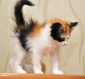 Funny playful fluffy kitten Royalty Free Stock Photo