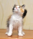 Funny playful fluffy kitten Royalty Free Stock Photo