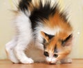 Funny playful fluffy kitten Royalty Free Stock Photo