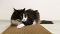 Funny playful furry cat with a mad look. A black-and-white cat is lying on a cardboard scratchpad with the scent of Catnip.