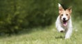 Funny playful happy pet dog puppy running in the grass and smiling Royalty Free Stock Photo