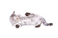 Funny playful kitten Scottish Straight lying on his back Royalty Free Stock Photo