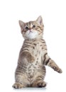 Funny playful kitten is standing Royalty Free Stock Photo