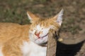 Funny playful orange cat close-up.