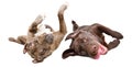Funny playful pitbull and labrador lying together on his back