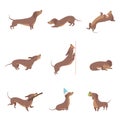 Funny playful purebred brown dachshund dog activities set vector Illustrations on a white background