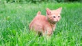 Funny playful red ginger curious tabby kitten walks on grass outdoors in the garden and looks around. Pet care, healthy Royalty Free Stock Photo