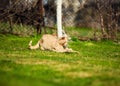 Funny playful red-haired cat on green grass