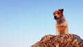 Funny playful small dog puppy sitting on a rock and chases flies in front of a blue sky background