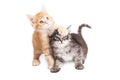 Funny Playful Tabby Kittens on White