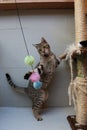 Funny playing cat with a toy