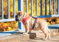 Funny playing red white puppy of english bull dog close to metal bridge looking at street. Royalty Free Stock Photo