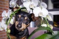 Funny playing small pinscher dog looking through orchid flowers outside in the garden