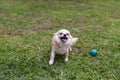 Funny Pomeranian Chihuahua mix playing in a green yard