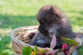 Pomeranian puppy is sitting in the basket Royalty Free Stock Photo