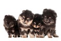 Funny Pomeranian Puppies group Royalty Free Stock Photo