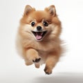 Funny Pomeranian Puppy Jumping Freely On White Background