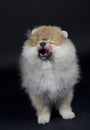 Funny Pomeranian puppy