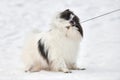 Funny Pomeranian Spitz dog pulling leash on winter outdoor walking full size portrait