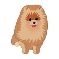Funny pomeranian spitz sits and smiles.