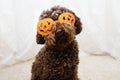 Funny poodle dog celebrating halloween with pumpkin glasses Royalty Free Stock Photo